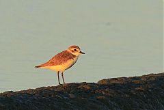 Tibetan Sand-Plover